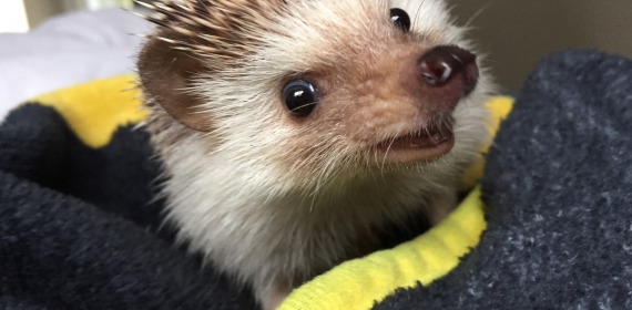 Group classes in TMed