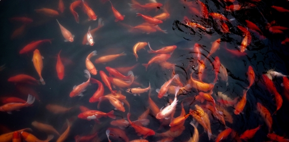 Back, joint and muscular pains